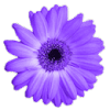 Artweaver